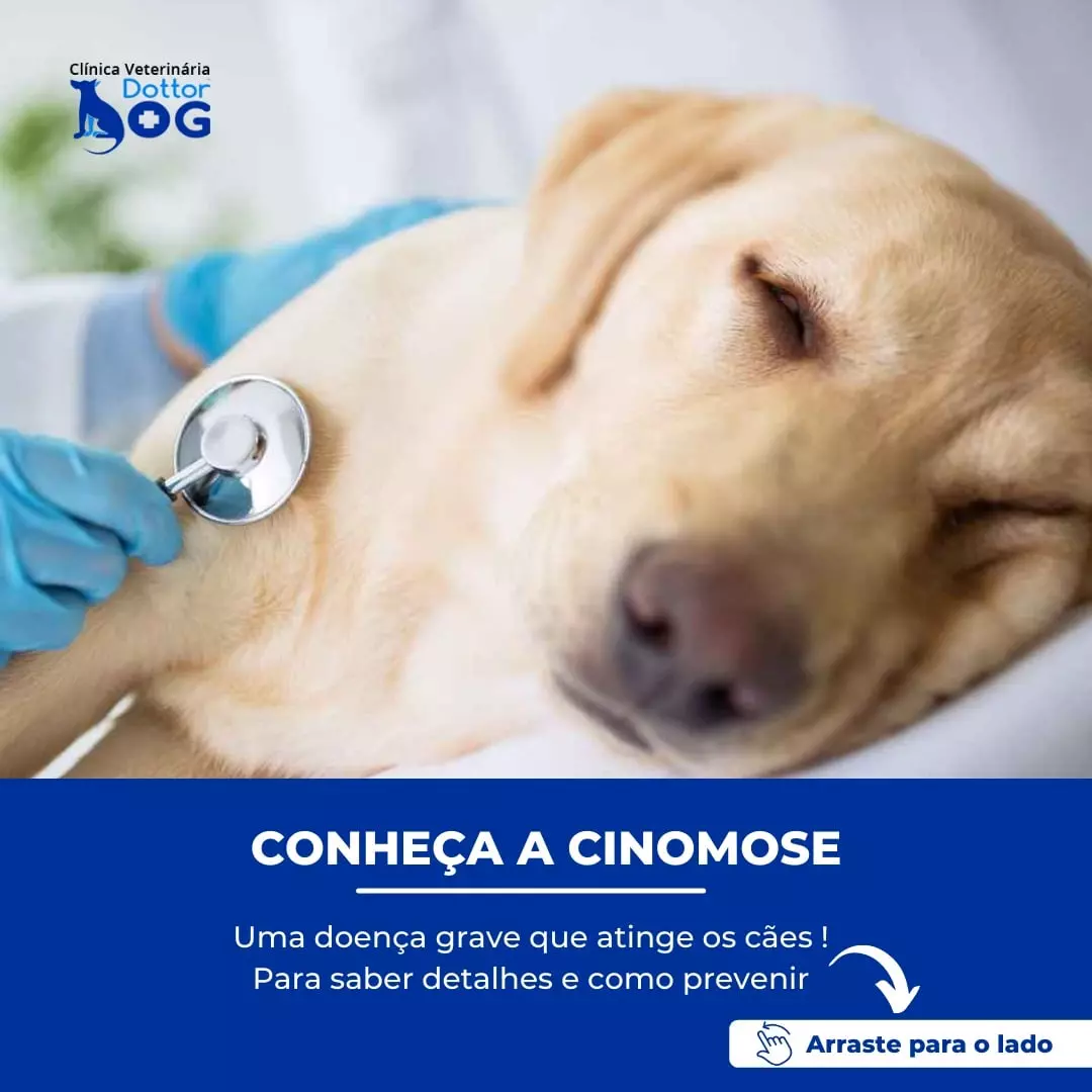 CINOMOSE: CONHEÇA A PRINCIPAL DOENÇA INFECCIOSA CANINA